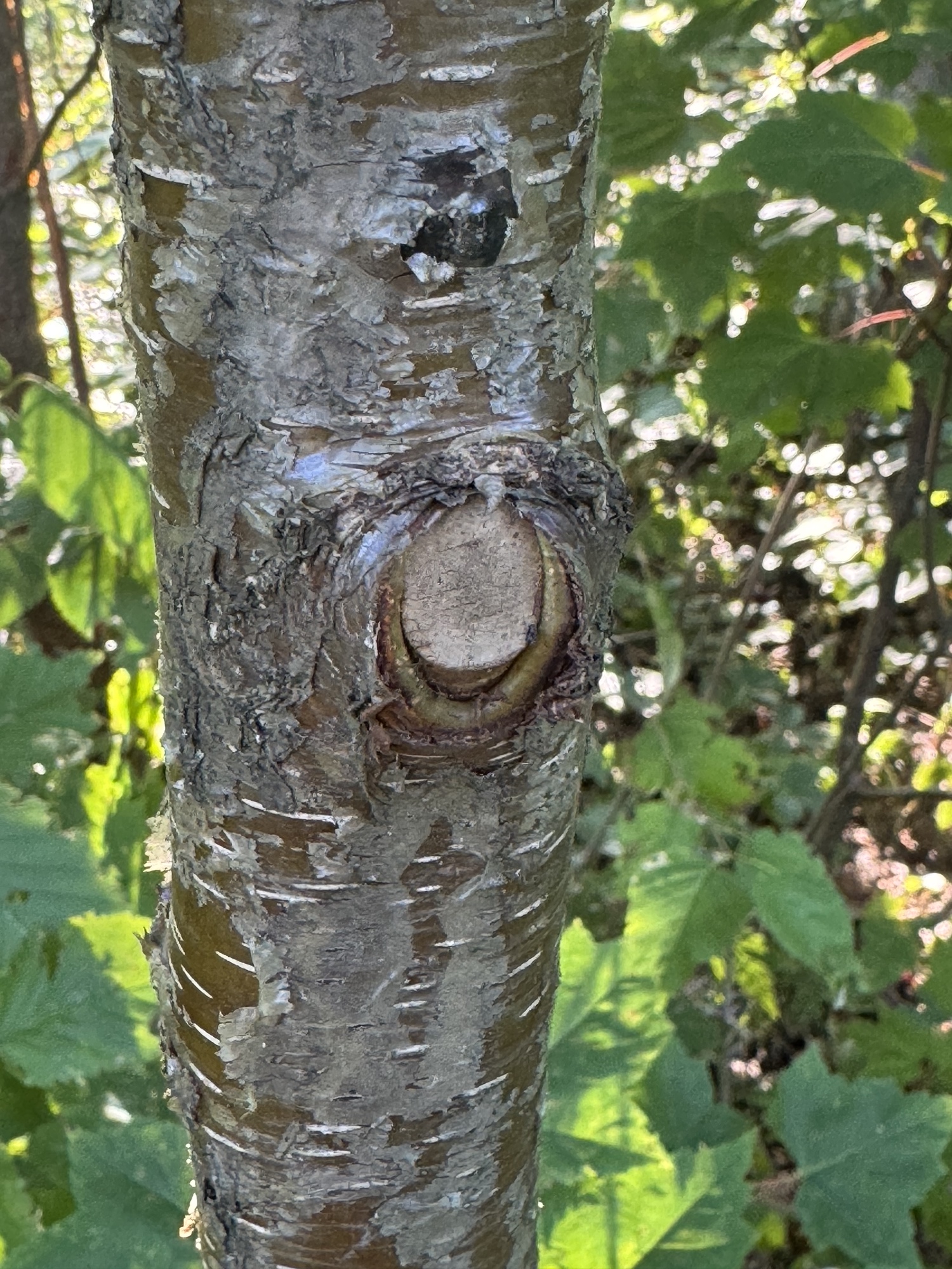Ancienne coupe de branche entourée de nouveaux tissus sur le tronc d’un arbre